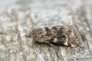 Control de la Plaga de Polillas