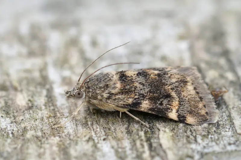 Control de la Plaga de Polillas